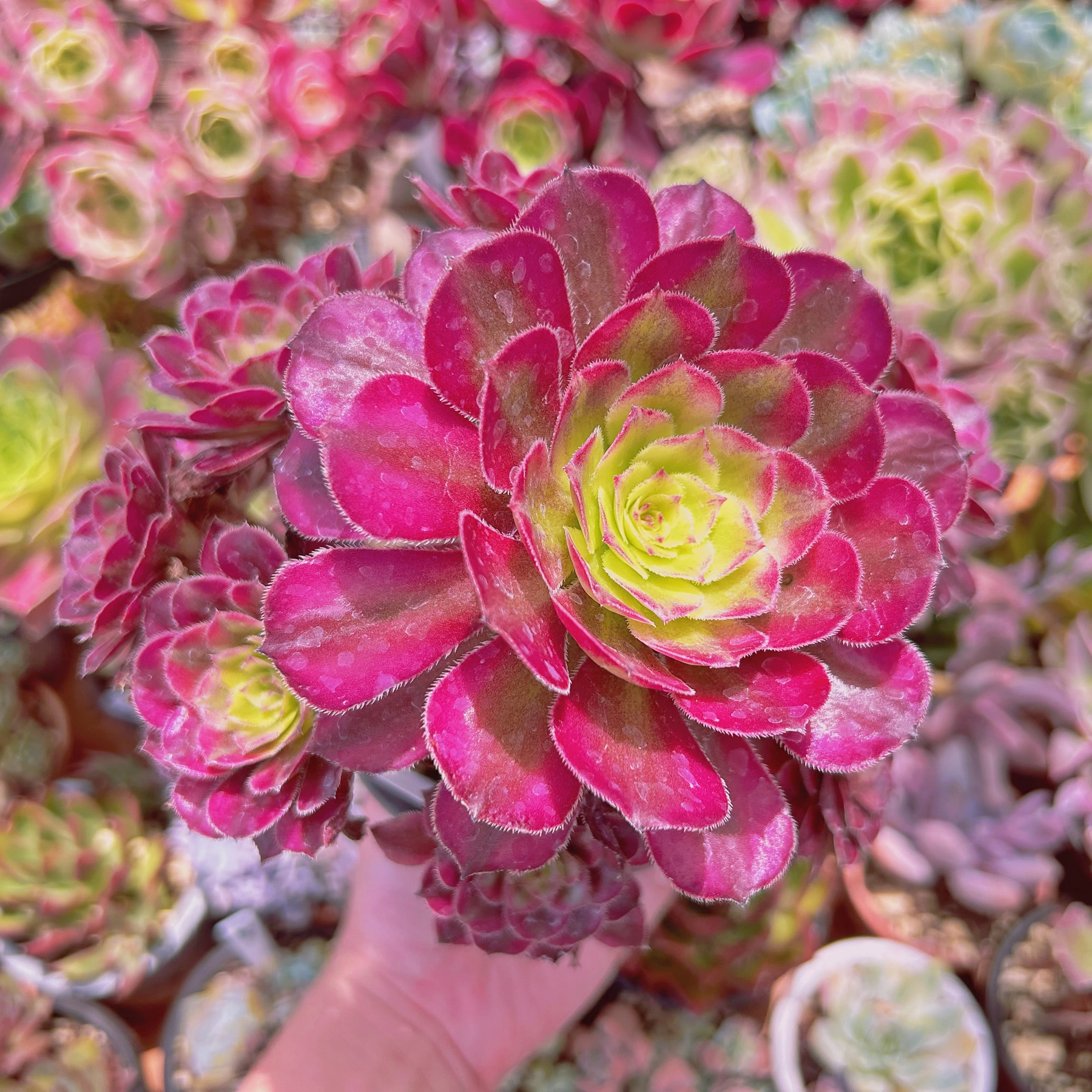 2025現物 多肉植物 美姫(Aeonium) 特大群生 抜き苗 | るる農園~多肉