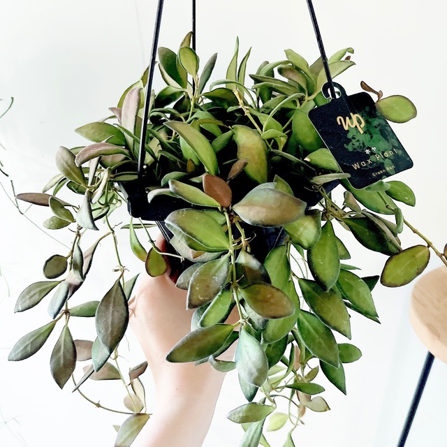 【再入荷】Hoya ホヤ ザンバレス ハンギング 観葉植物 calm cafe