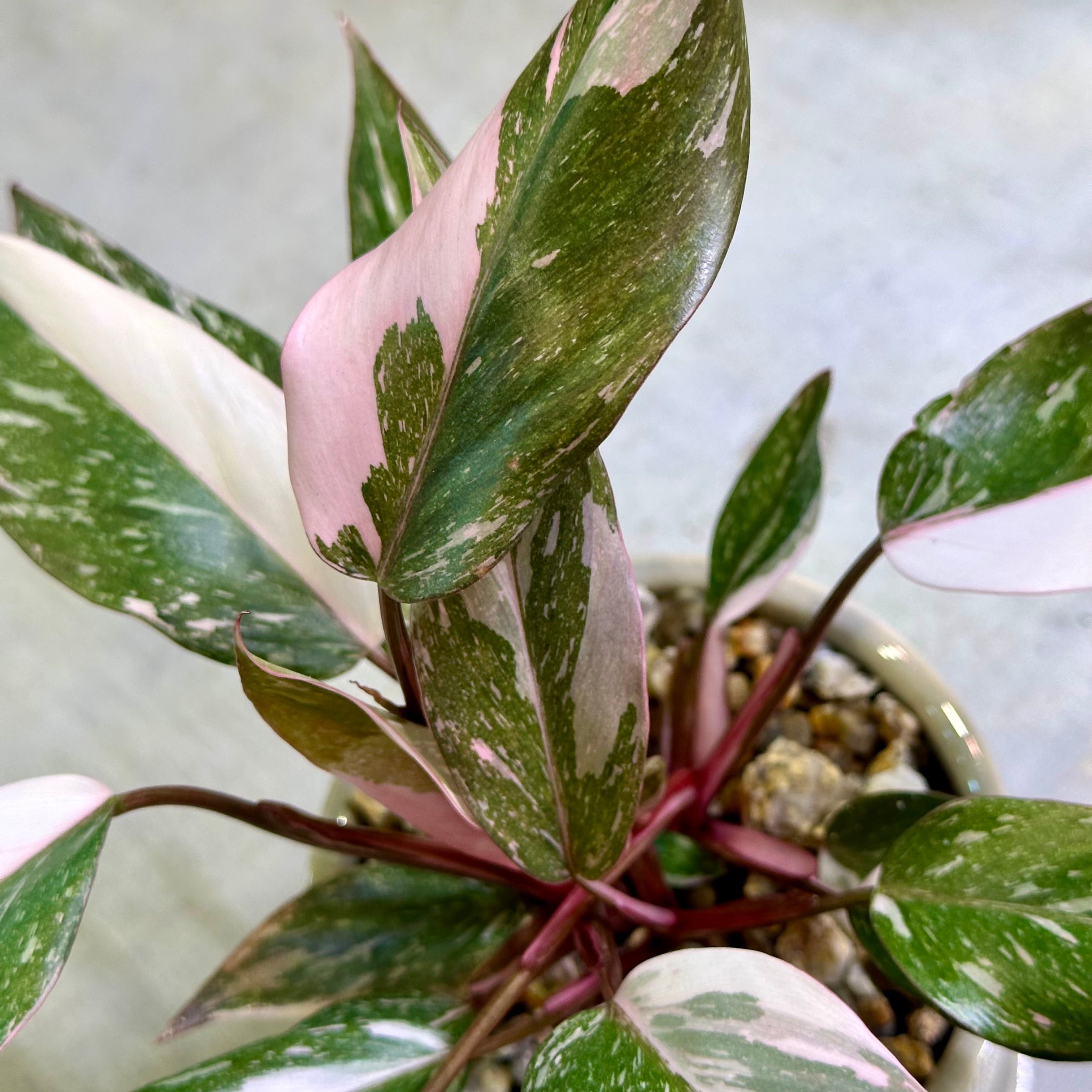 フィロデンドロン・ピンクプリンセスマーブル | barrelplants_BONSAI