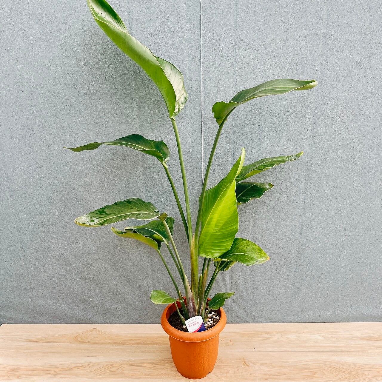 現品］49番 ストレリチアニコライ オーガスタ 7号 観葉植物 大型 室内
