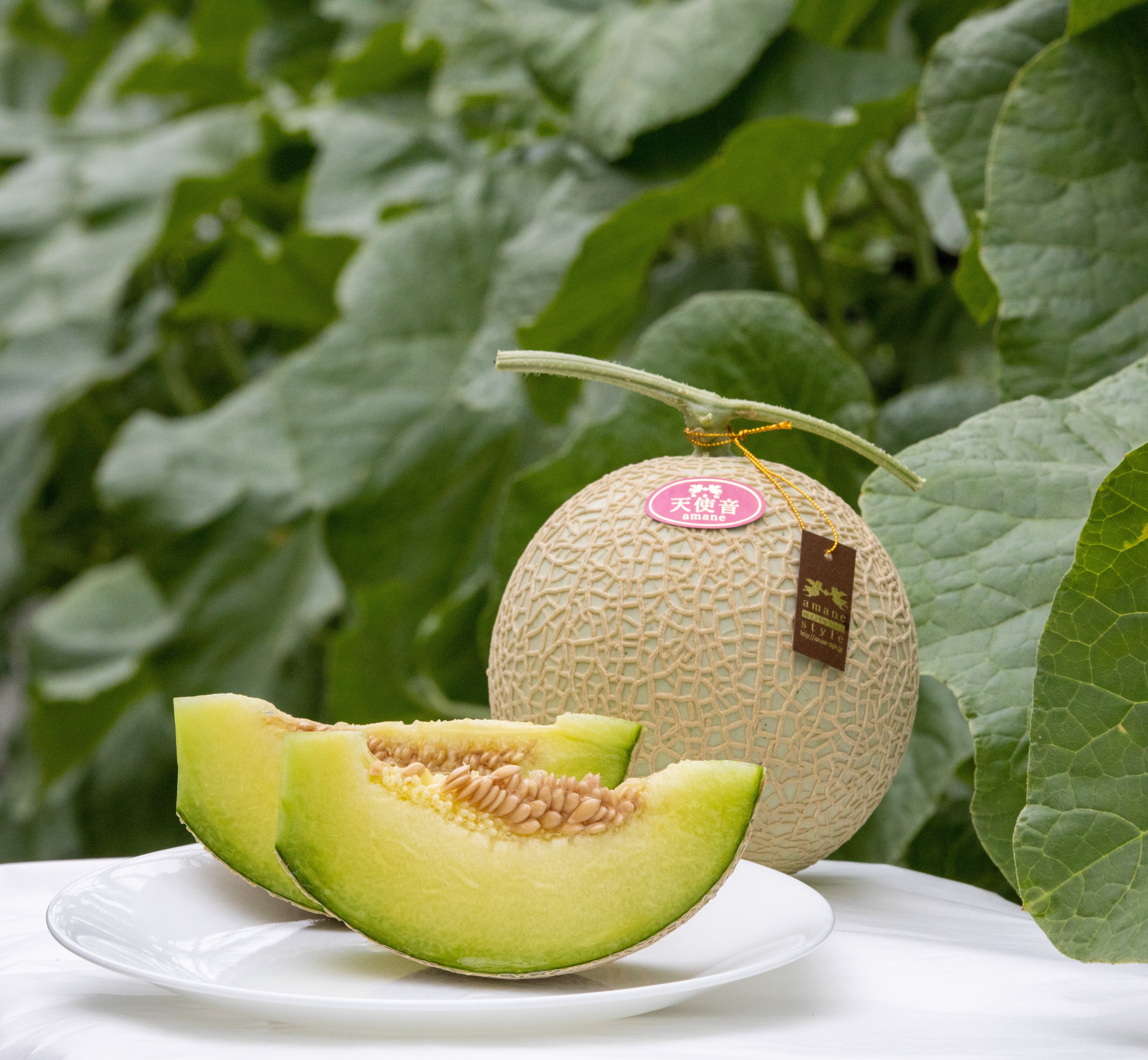 めろんさま専用 かめろん様専用 【公式通販】