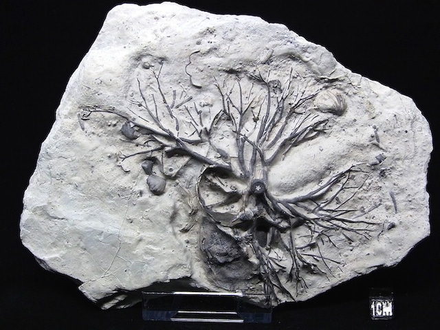 【 化石 】ウミユリ化石 crinoid Eucalyptocrinus 茎部分 上面圧縮スタンプ 3D立体プレート インディアナ産 レア