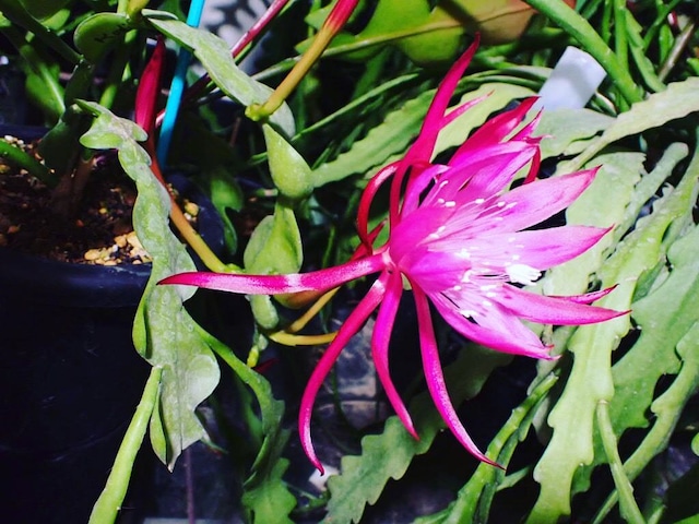 Epiphyllum hybrid 'Kodi - One'　１０．５ｃｍＰＯＴ　３．５号鉢