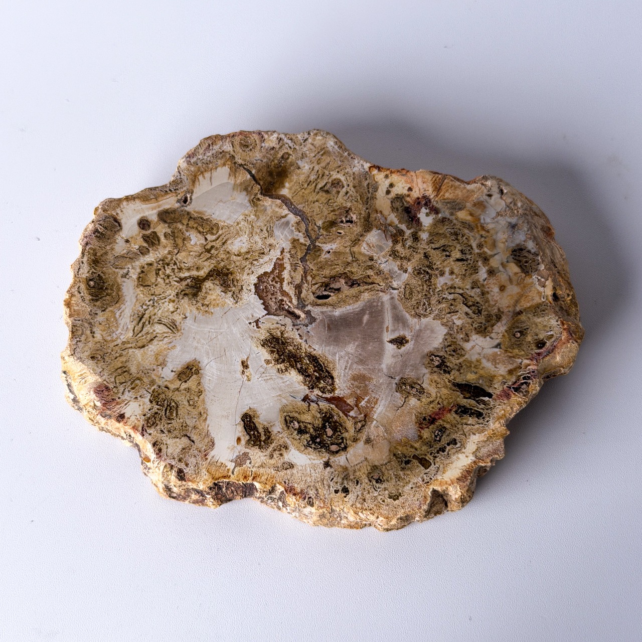 ペトリファイドウッド（珪化木）スラブ ＊ Petrified Wood ＊ 天然石