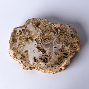 ペトリファイドウッド（珪化木）スラブ ＊ Petrified Wood ＊ 天然石