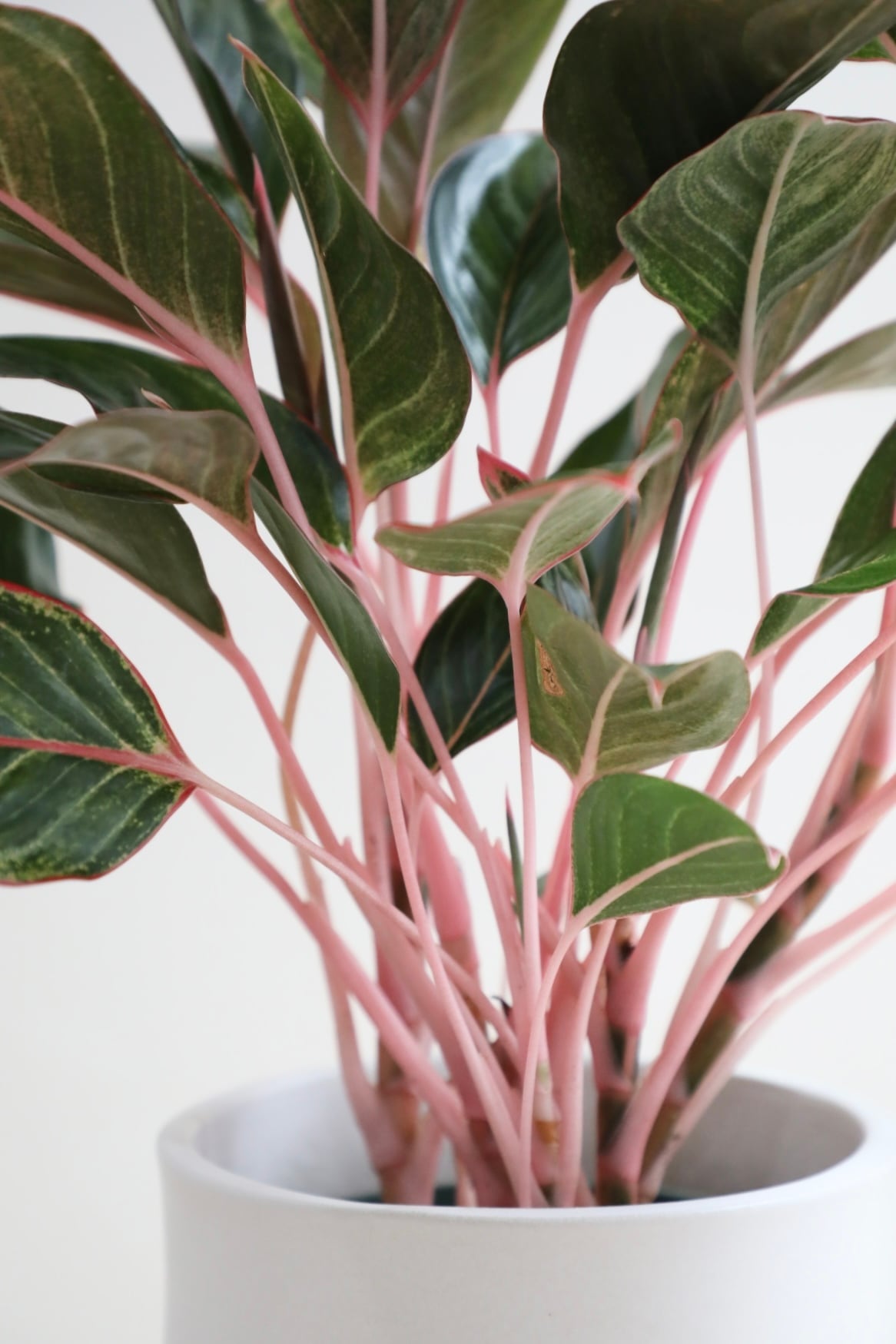M】【希少】アグラオネマ モンコンファイ/Aglaonema | 【厳選植物・器