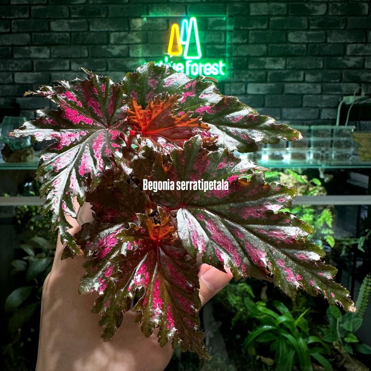 大株】Aglaonema pictum 