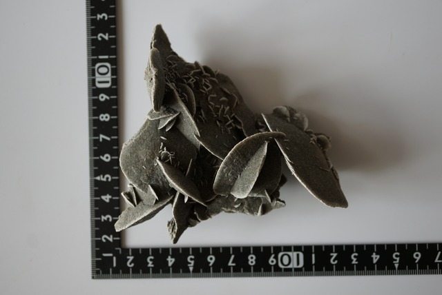 デザートローズ Desert Rose 1049