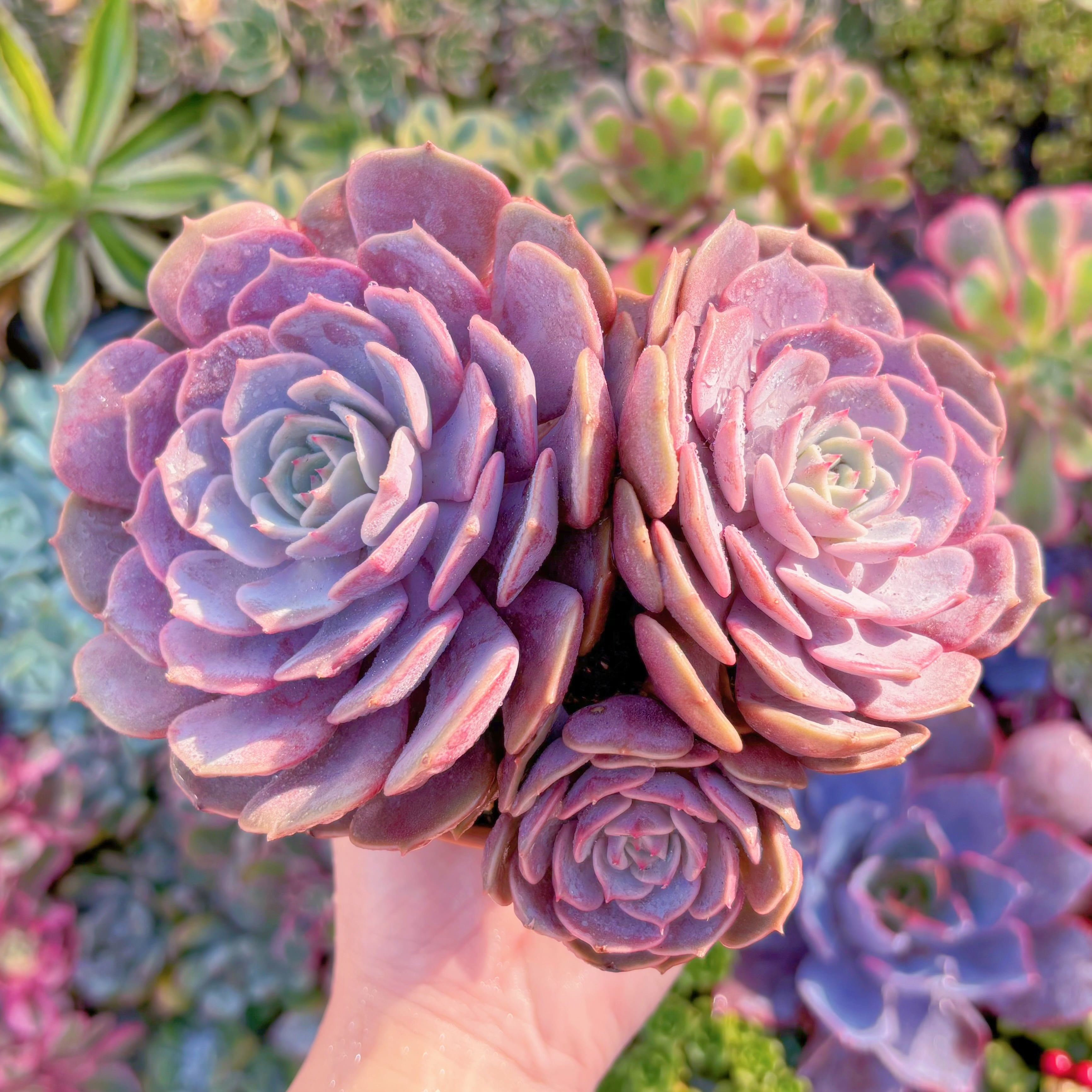 現品　ピンクローラ#K019　直径約15cm  るる農園