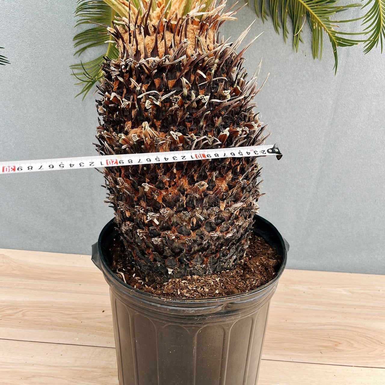 現品］☆おすすめ☆ A1 ソテツ 10号 観葉植物 大型 屋外 綺麗 幹太