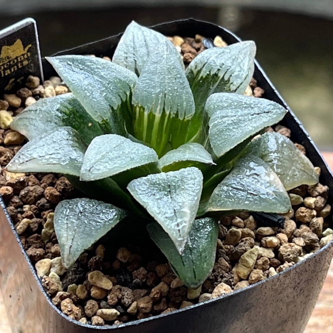 ハオルチア 氷の女王② | mocono_plants