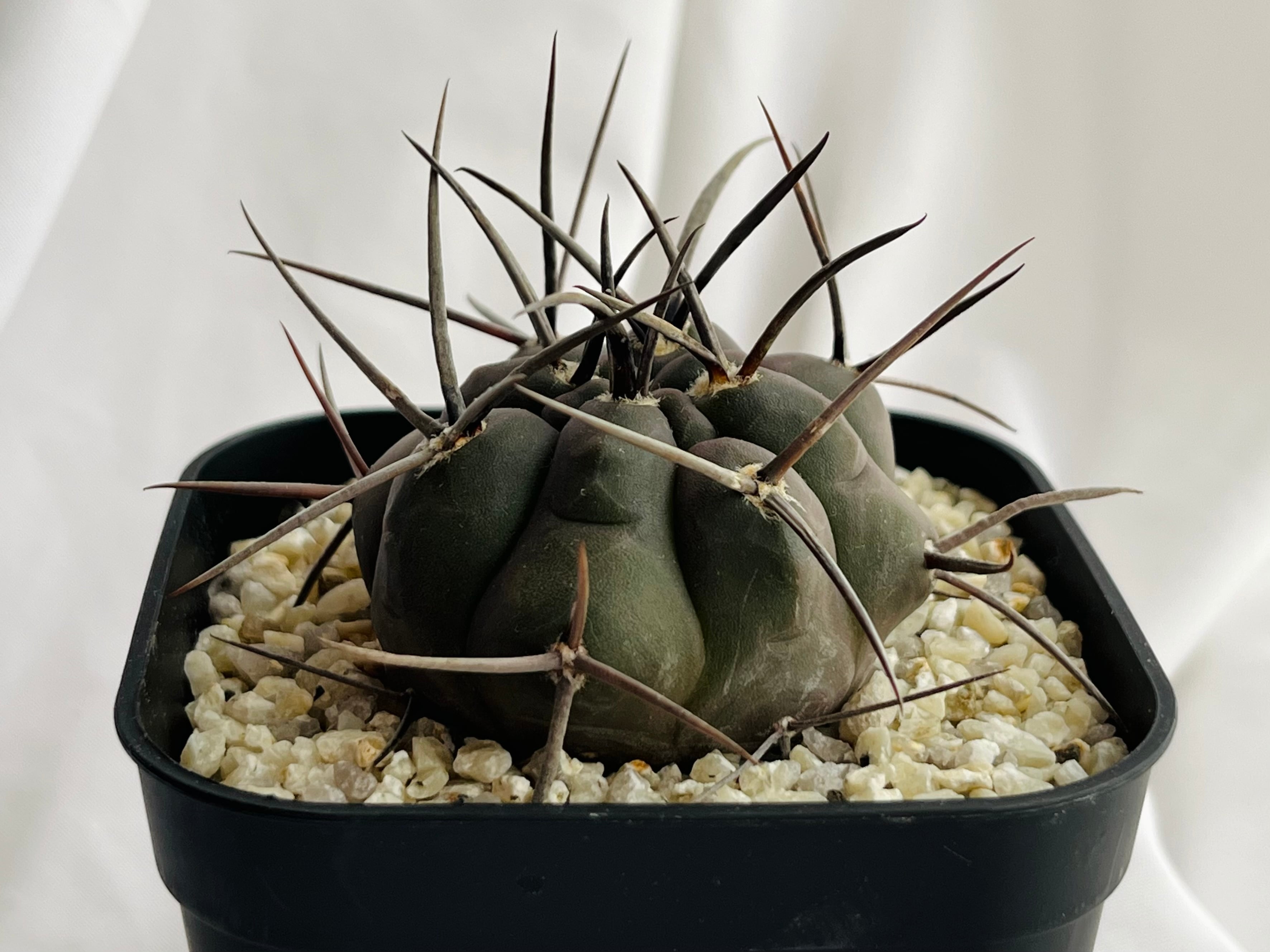 守金魔天竜 キリン台付 サボテン 多肉植物 40．守金魔天竜 サボテン