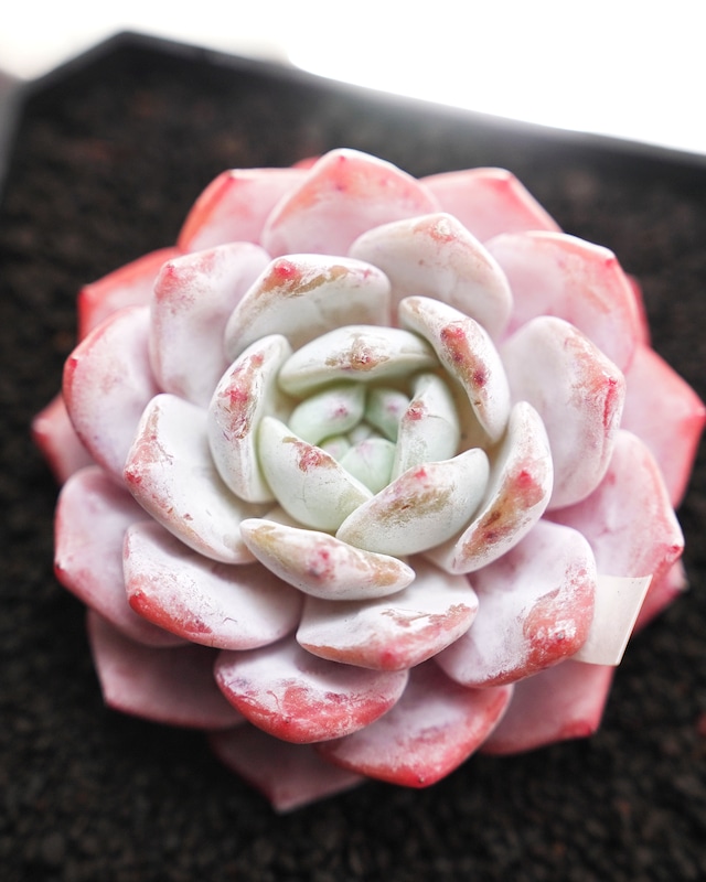 カット苗 天山雪蓮 【日本初上陸】 Echeveria 'Tianshan Xuelian' カット苗 天山雪蓮 【日本初上陸】 Echeveria 'Tianshan Xuelian'