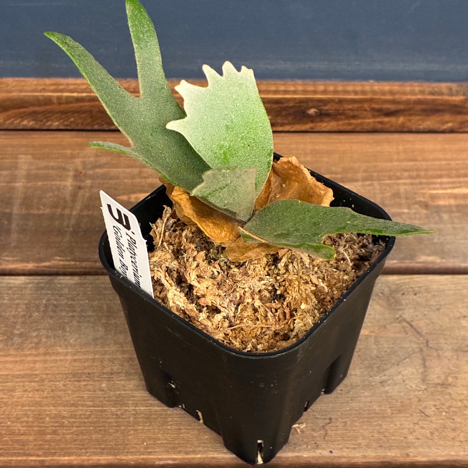 新着3日限定10%OFF】【UJ】ビカクシダ ジェニー P. willinckii 'Golden
