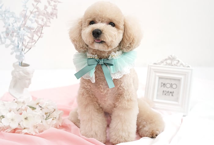 lovely cape 3color  /  犬 首輪 おしゃれ 可愛い バンダナ 犬 アクセサリー 小型犬 中型犬 ペット用品 犬服 ドッグウェア ケープ