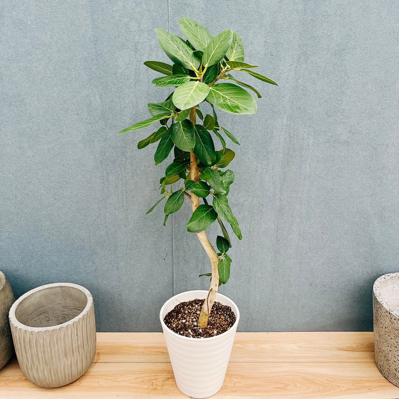 現品］33番 フィカス ベンガレンシス 曲がり 8号 観葉植物 室内 大型