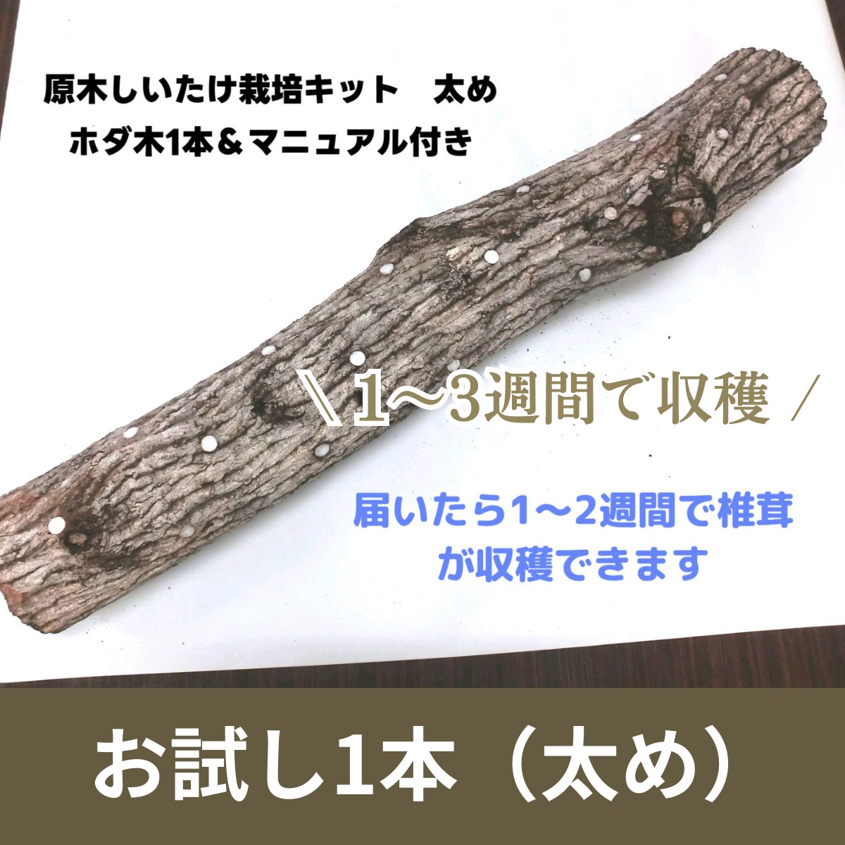原木椎茸の収穫時期をコントロール】原木しいたけ栽培キットC 太めホダ