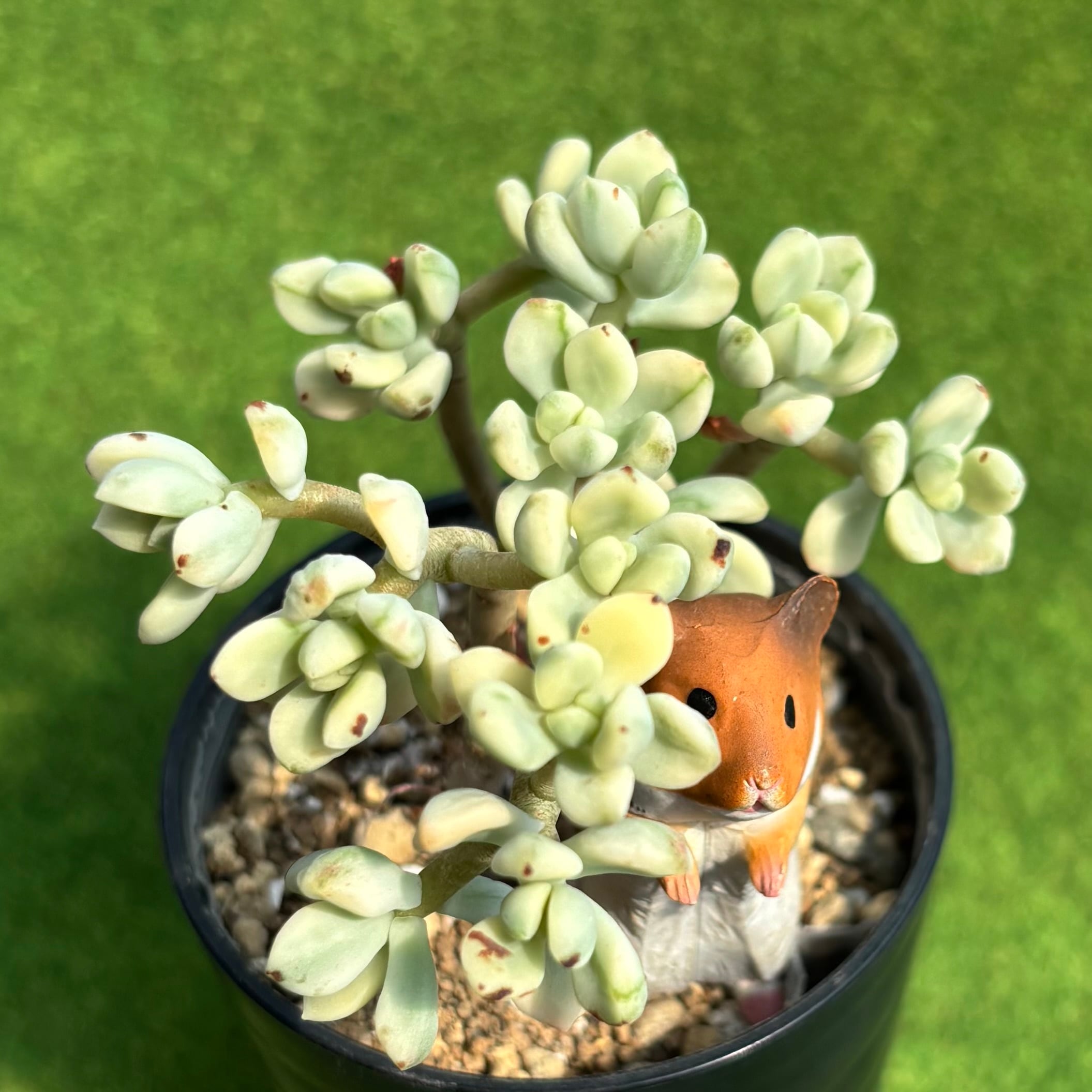 ピンクルルビー錦 | 多肉植物 豆彦商店