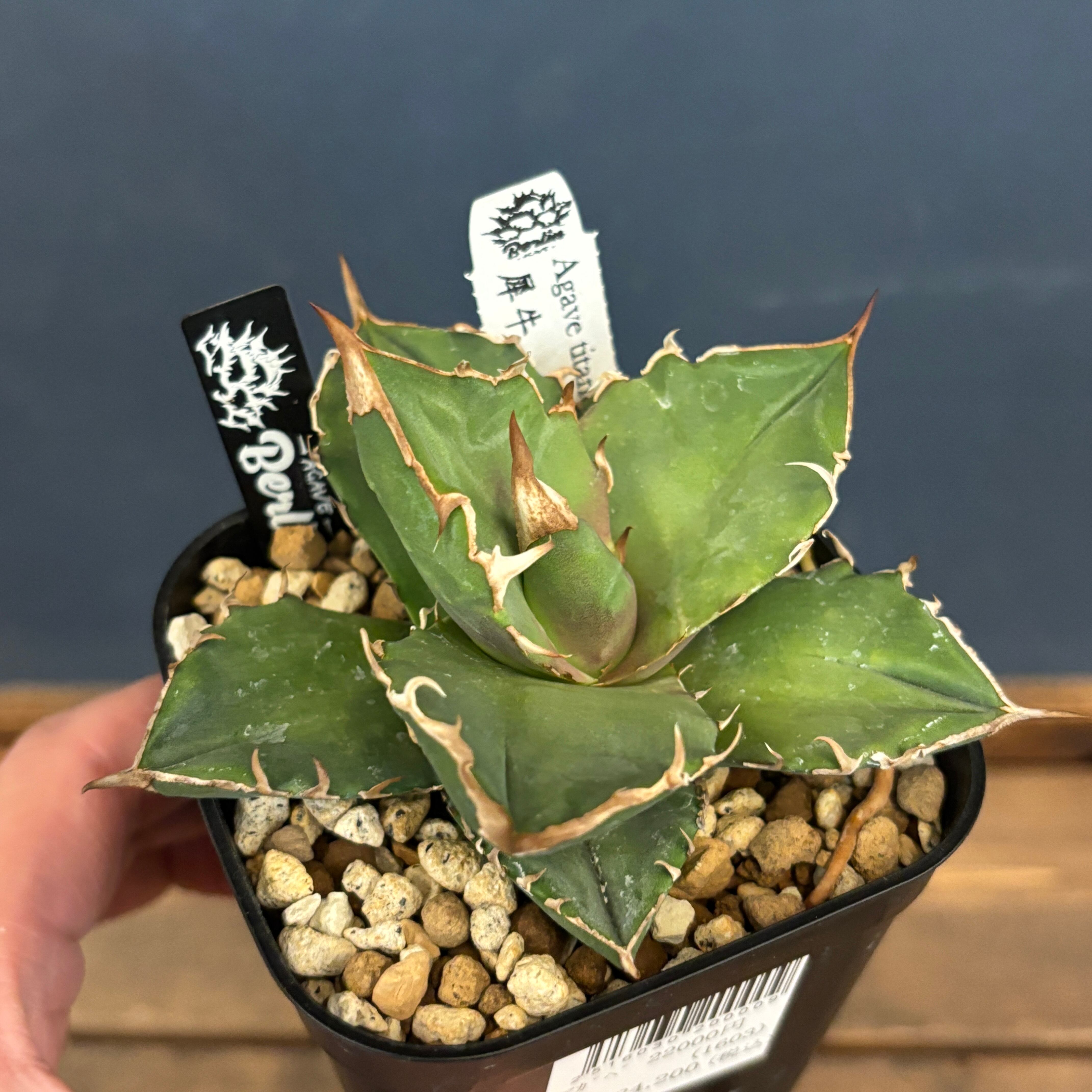 Copiapoa calderana【コピアポア・カルデラナ・実生】 | Pay ID