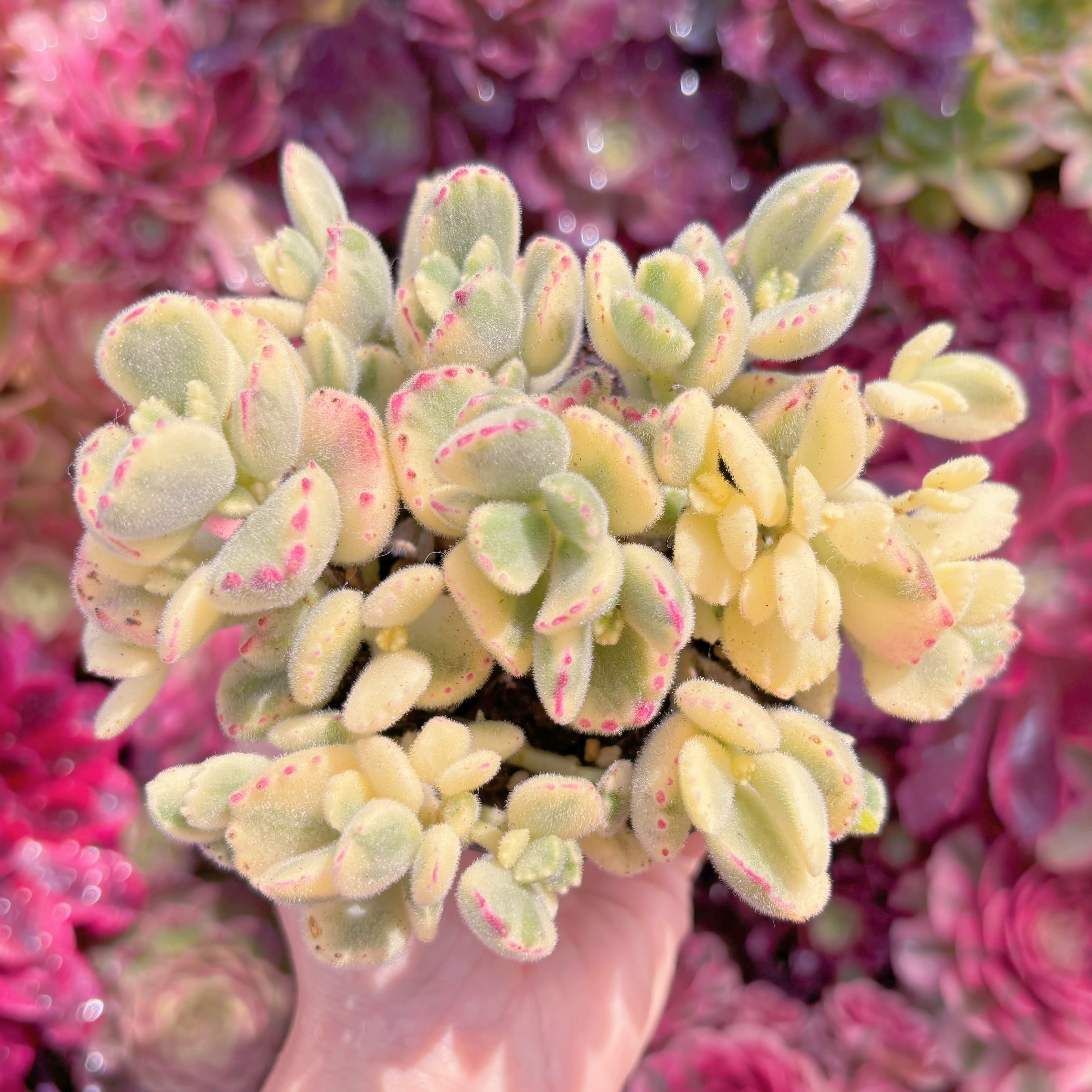 現品　白熊#M197　群生　新入荷　るる農園