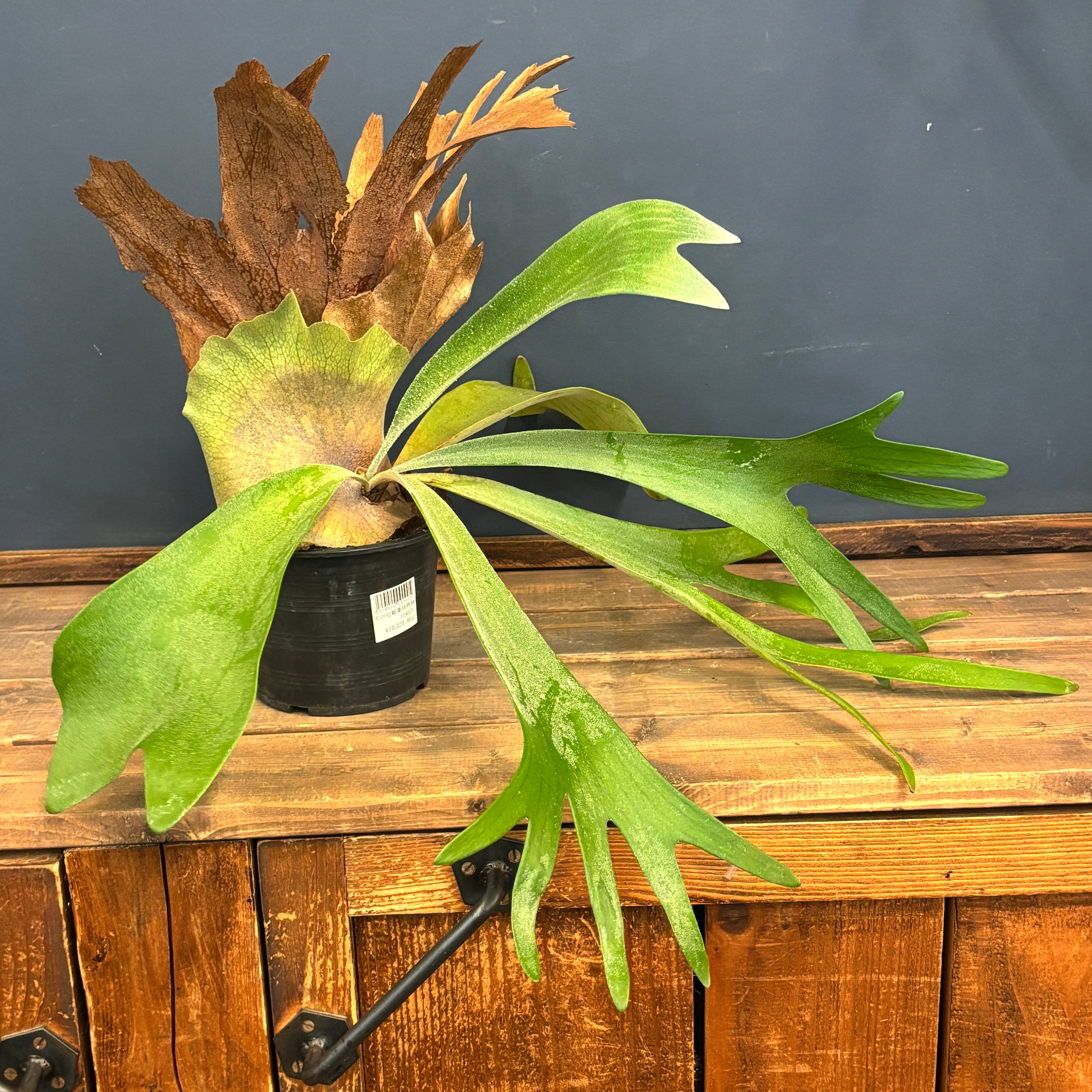 クリアランス】ビカクシダ 品種不明【198】 | PROTOLEAF プロトリーフ