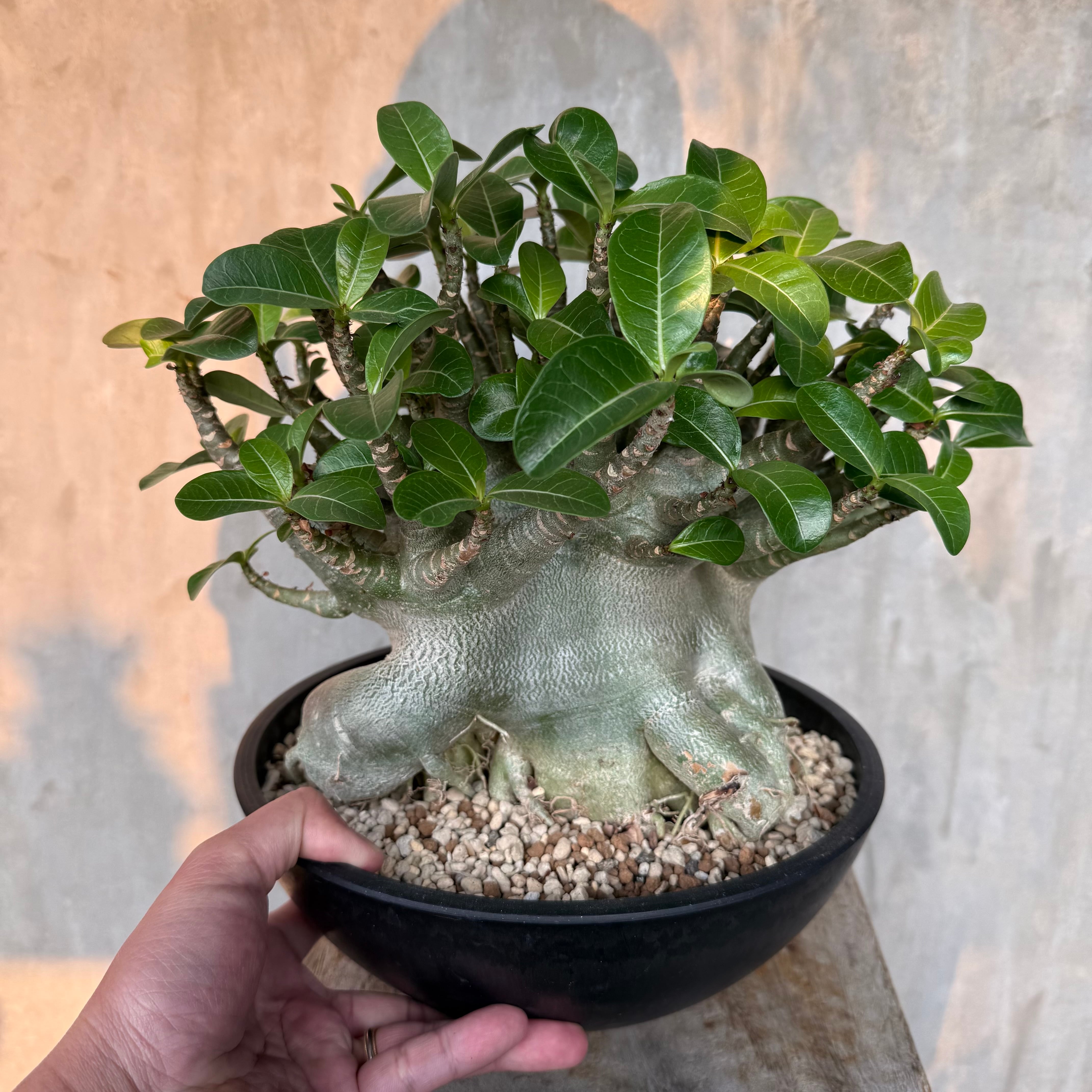 植物 | A-PLANTS