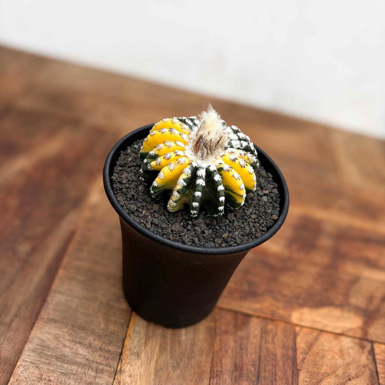 Discocactus horstii variegata【ディスコカクタス・ホルスティ錦】