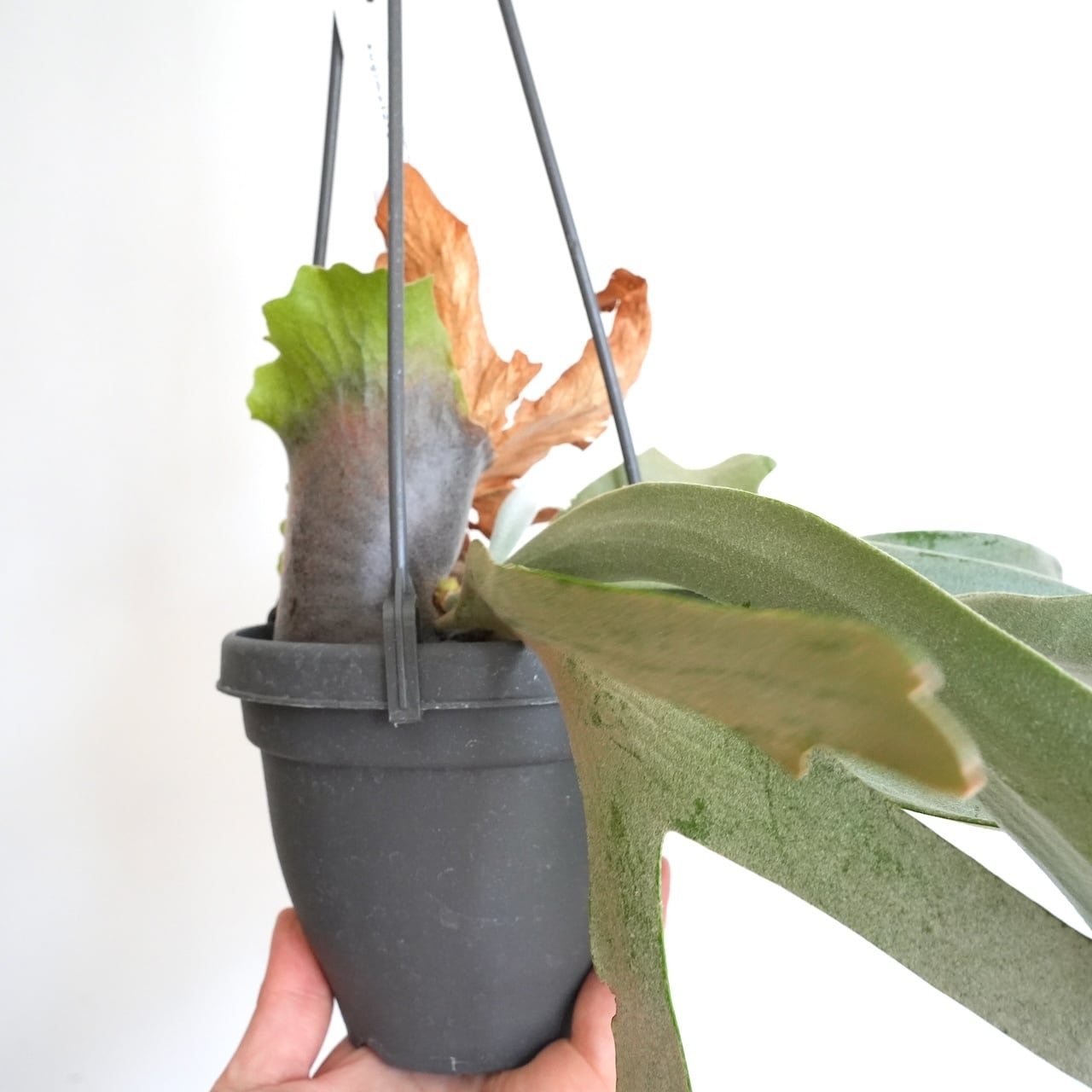 送料込み】ハンギング植物 ビカクシダ ウィリンキー 4号サイズ プラ