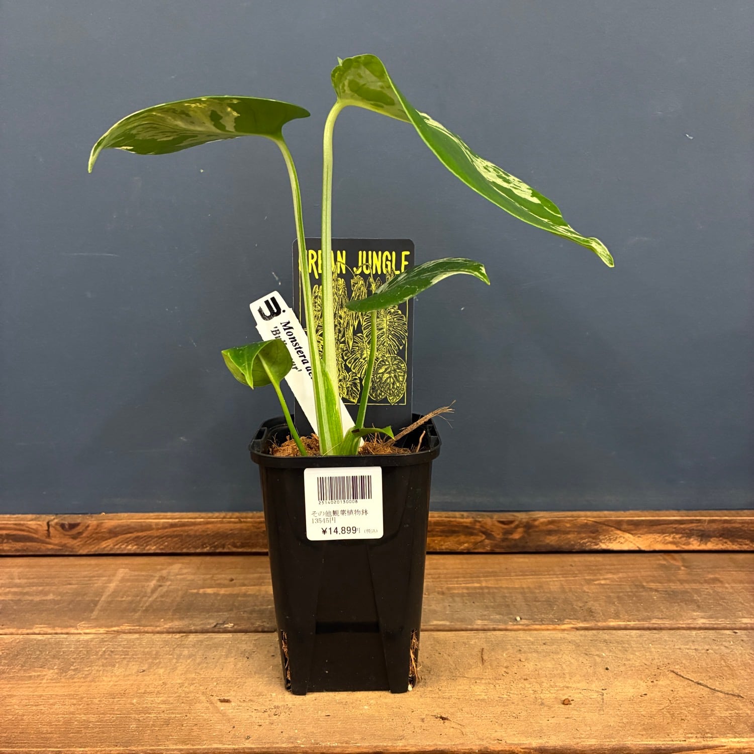 観葉植物 | PROTOLEAF プロトリーフ