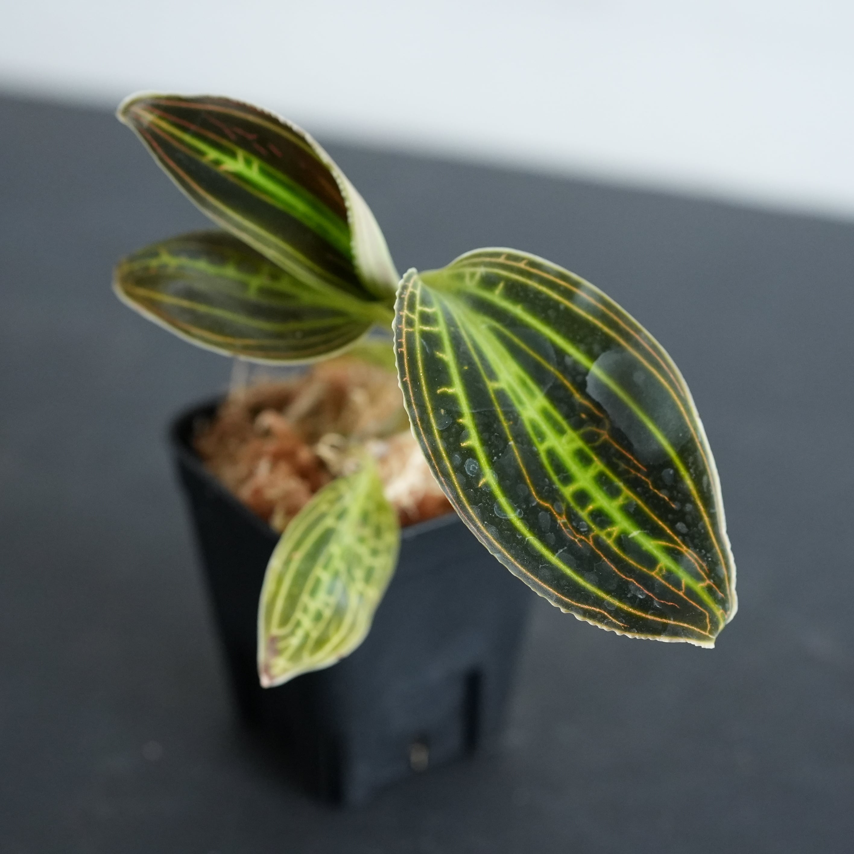 ◇現品◇Macodes sanderiana Stranger【ジュエルオーキッド宝石蘭／B&L