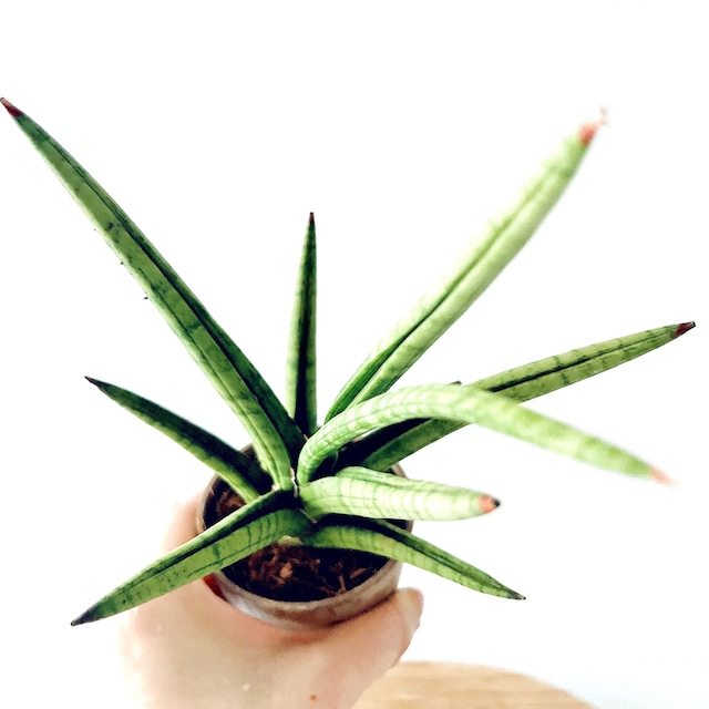 サンスベリア グラシリス 観葉植物 calm cafe