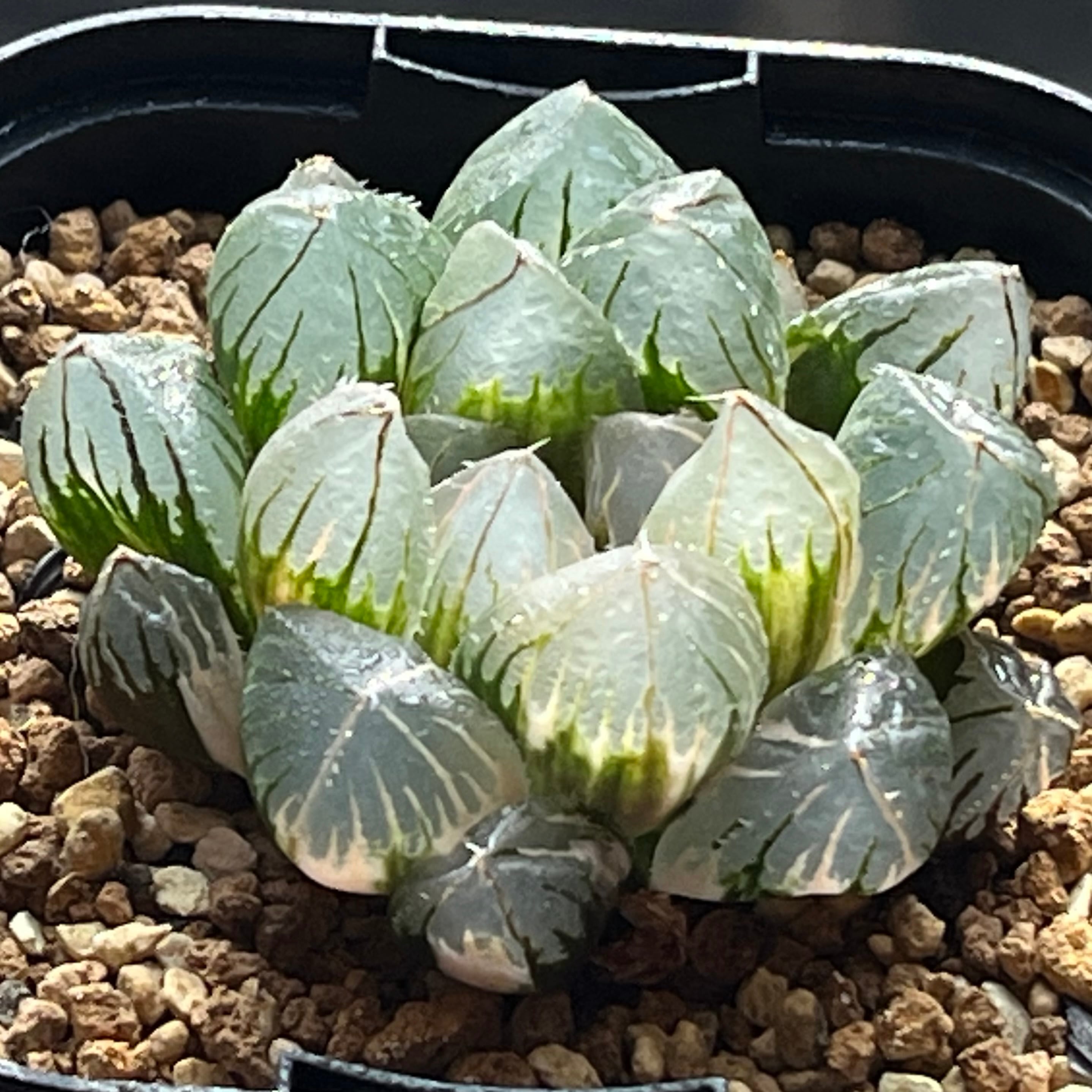 ハオルチア 雫石錦 | mocono_plants