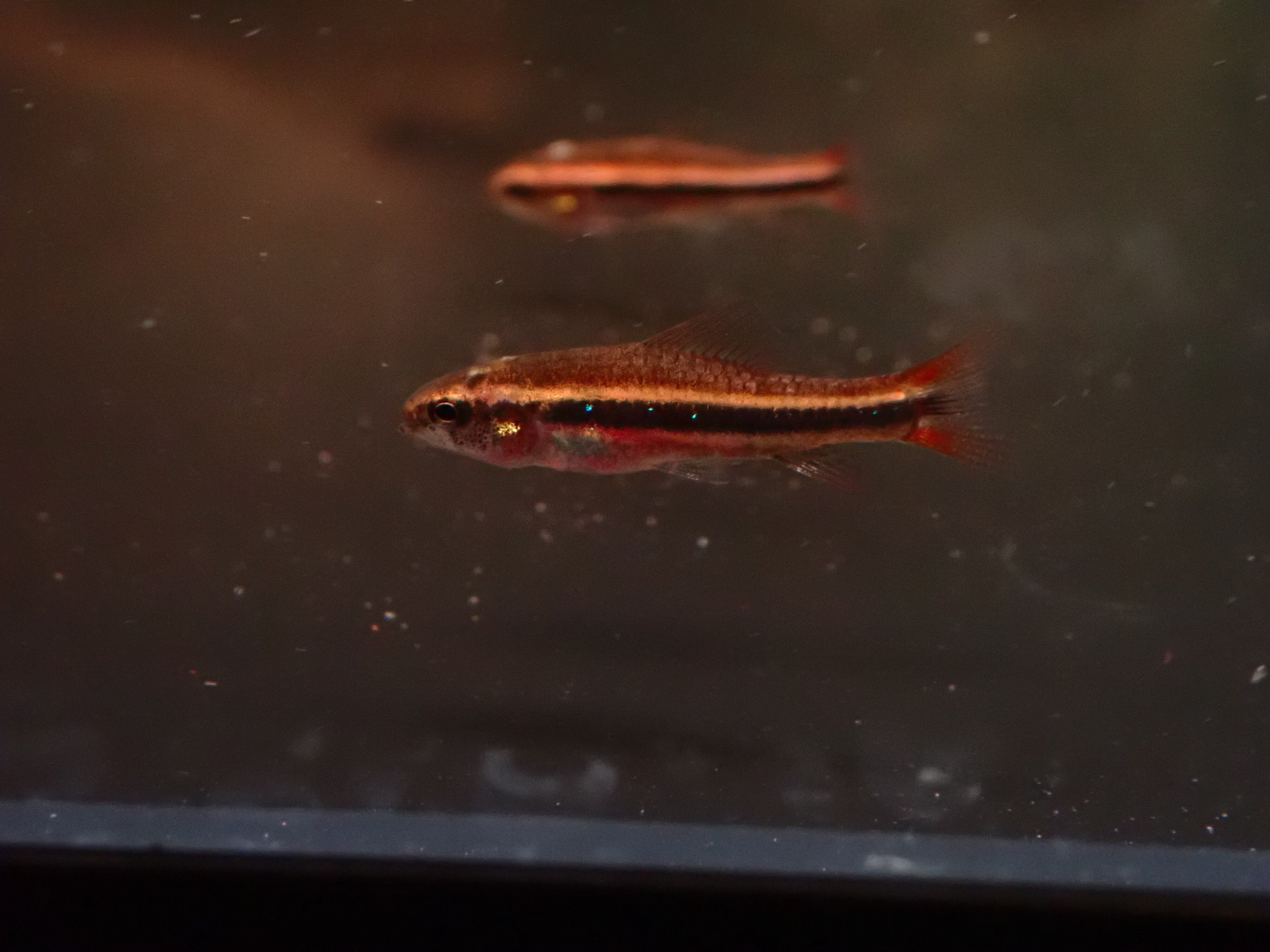 ワイツマニーテトラ