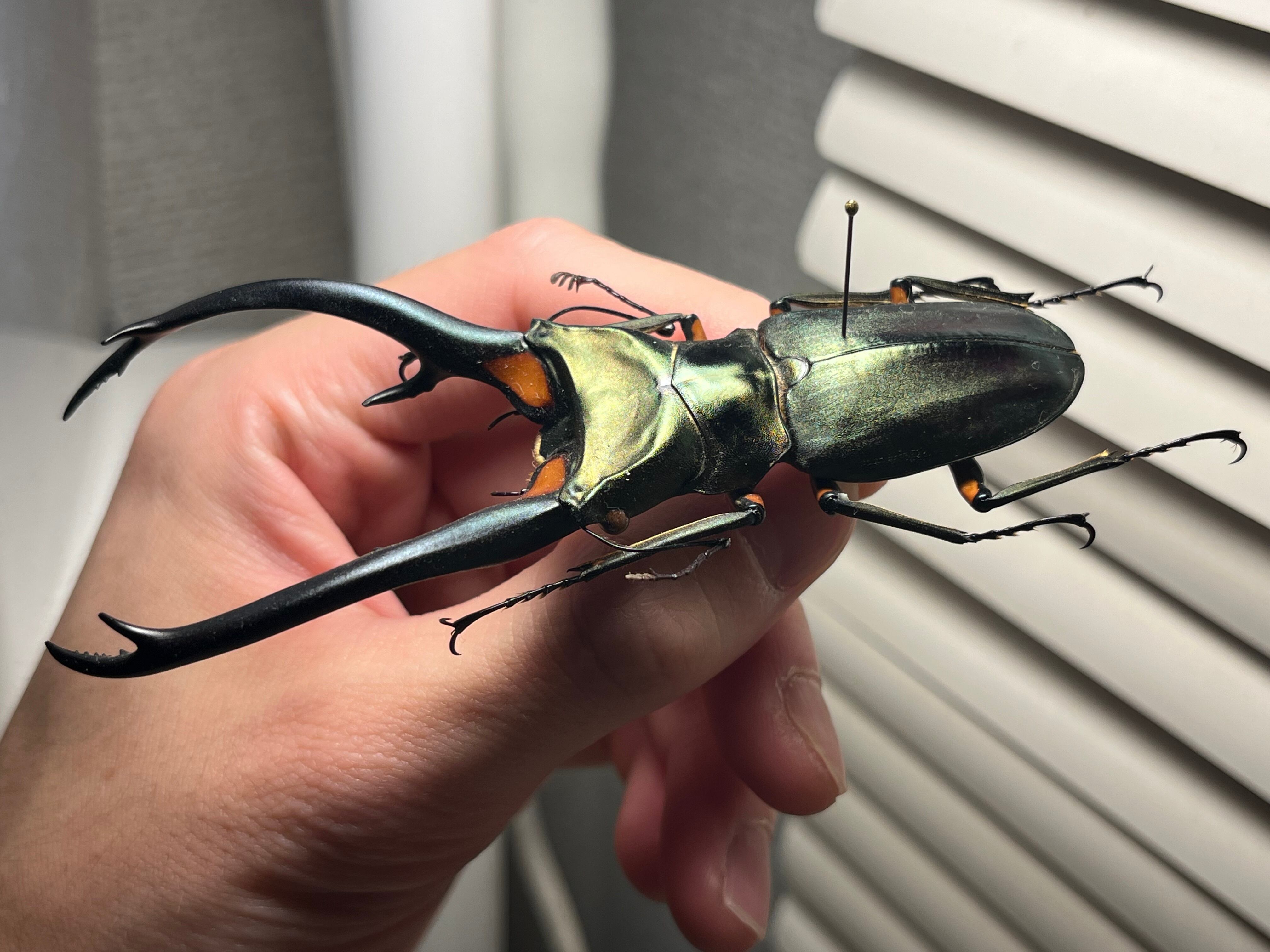 102mm】エラフスホソアカクワガタ Cyclommatus elaphus 紅鹿細身赤鍬形