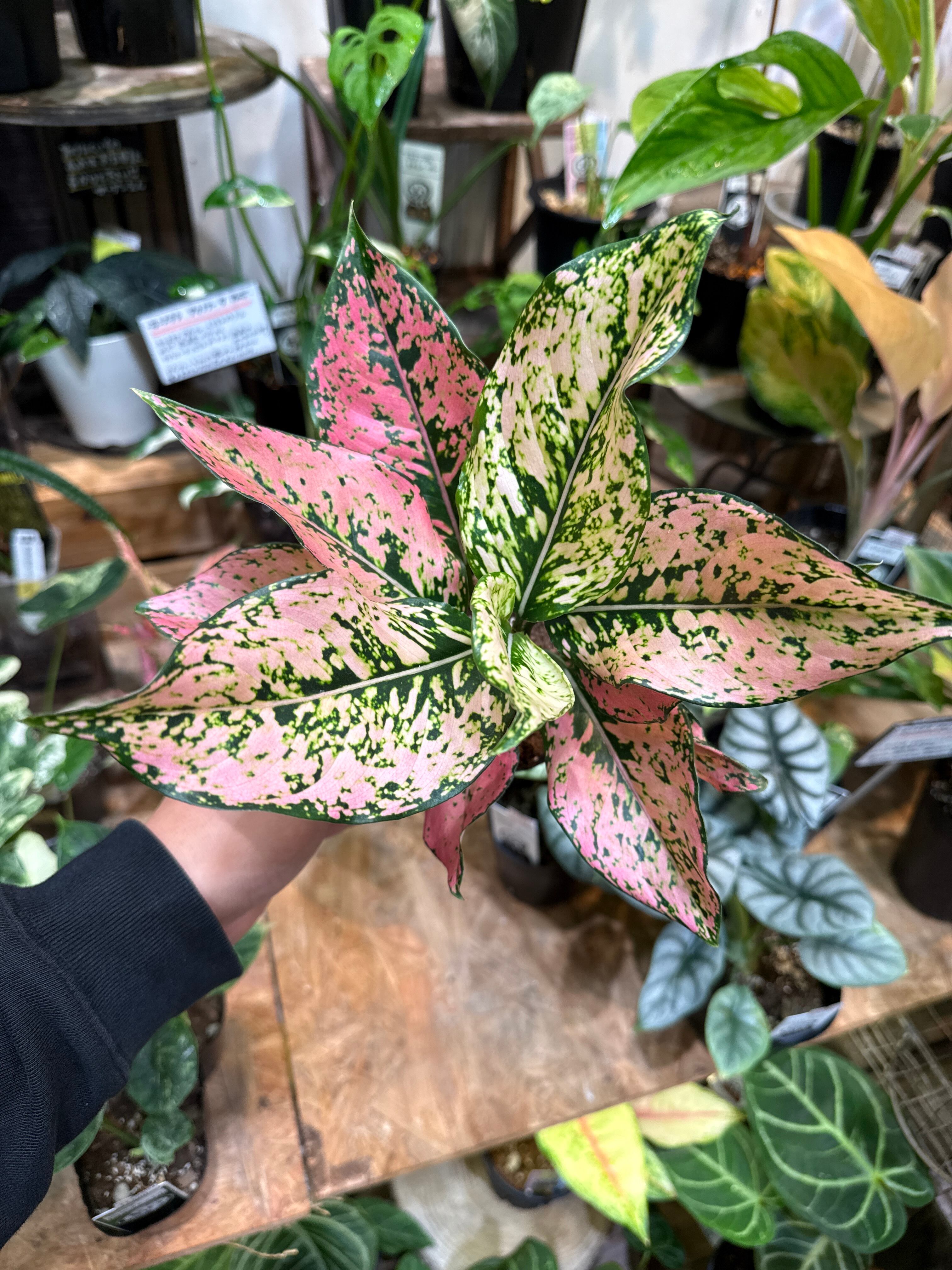 アグラオネマ カンクンピンク(komkoom pink) | Gardenえん 【観葉熱帯