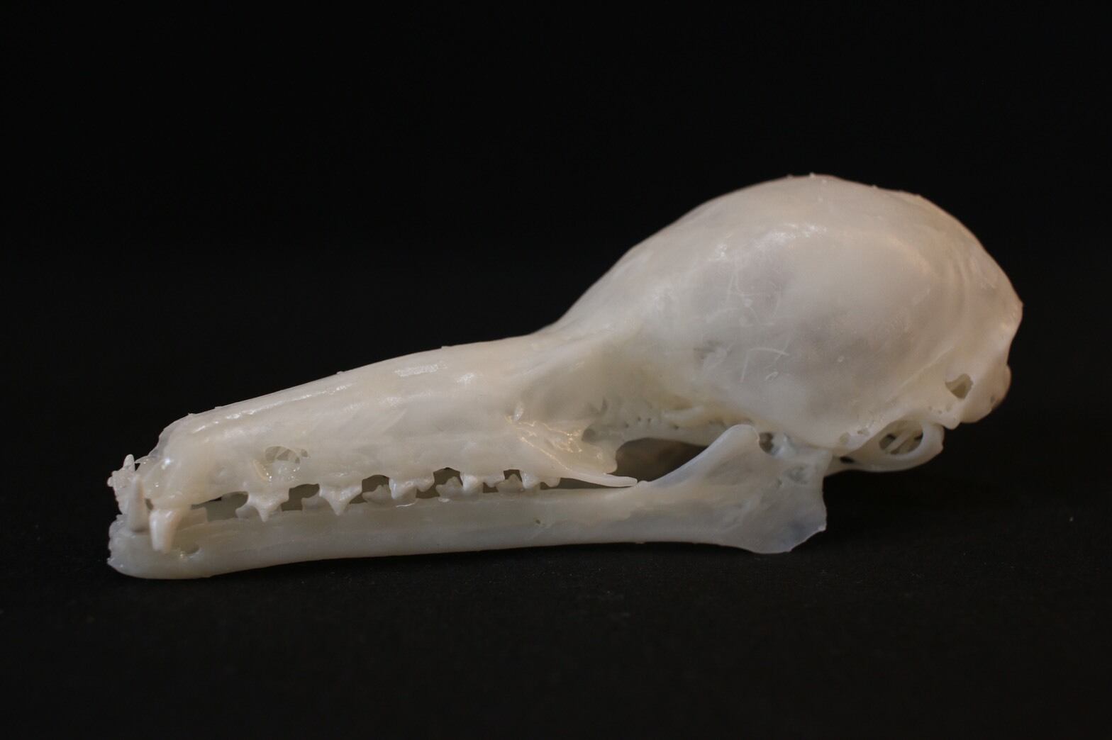 92 以上節約 ジャワオオコウモリの頭骨 置物