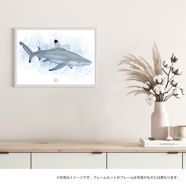 【海のいきものアートポスター／魚】ツマグロ