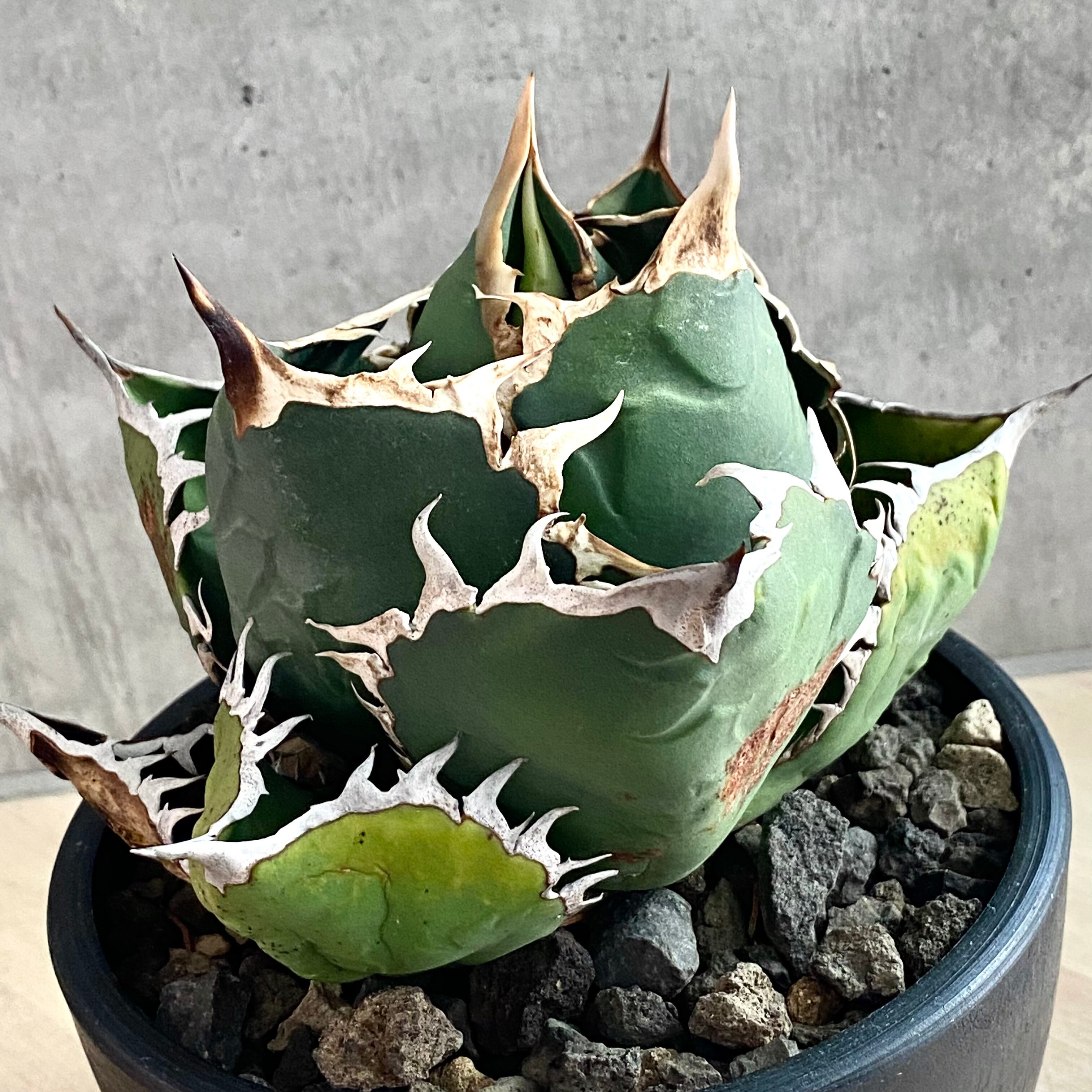 agave titanota oteroi/アガベ チタノタ オテロイ 【観葉植物】【多肉