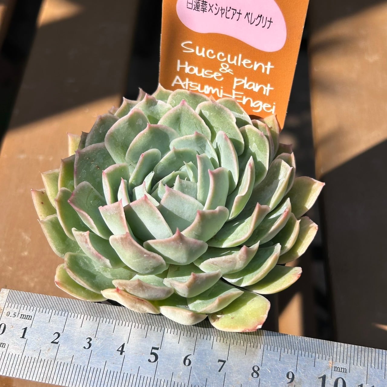 白蓮華xシャビアナ ペレグリナ | RuPo 多肉植物専門店