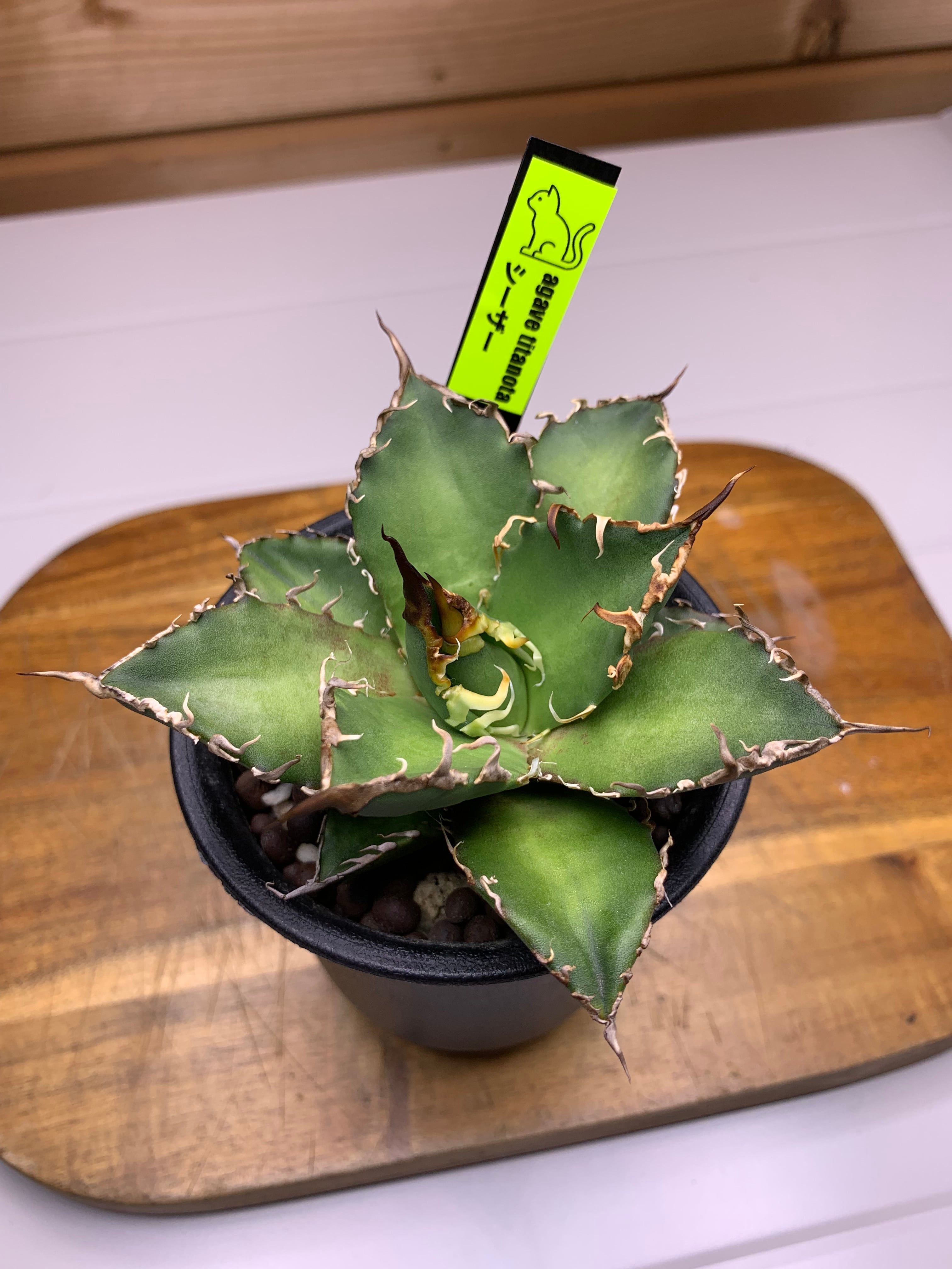 reserved】Billbergia 'Dark Prince'〔ビルベルギア〕現品発送B0255