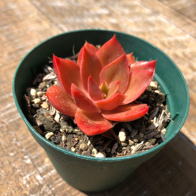 グリーンスマイル Echeveria 'Green Smile'