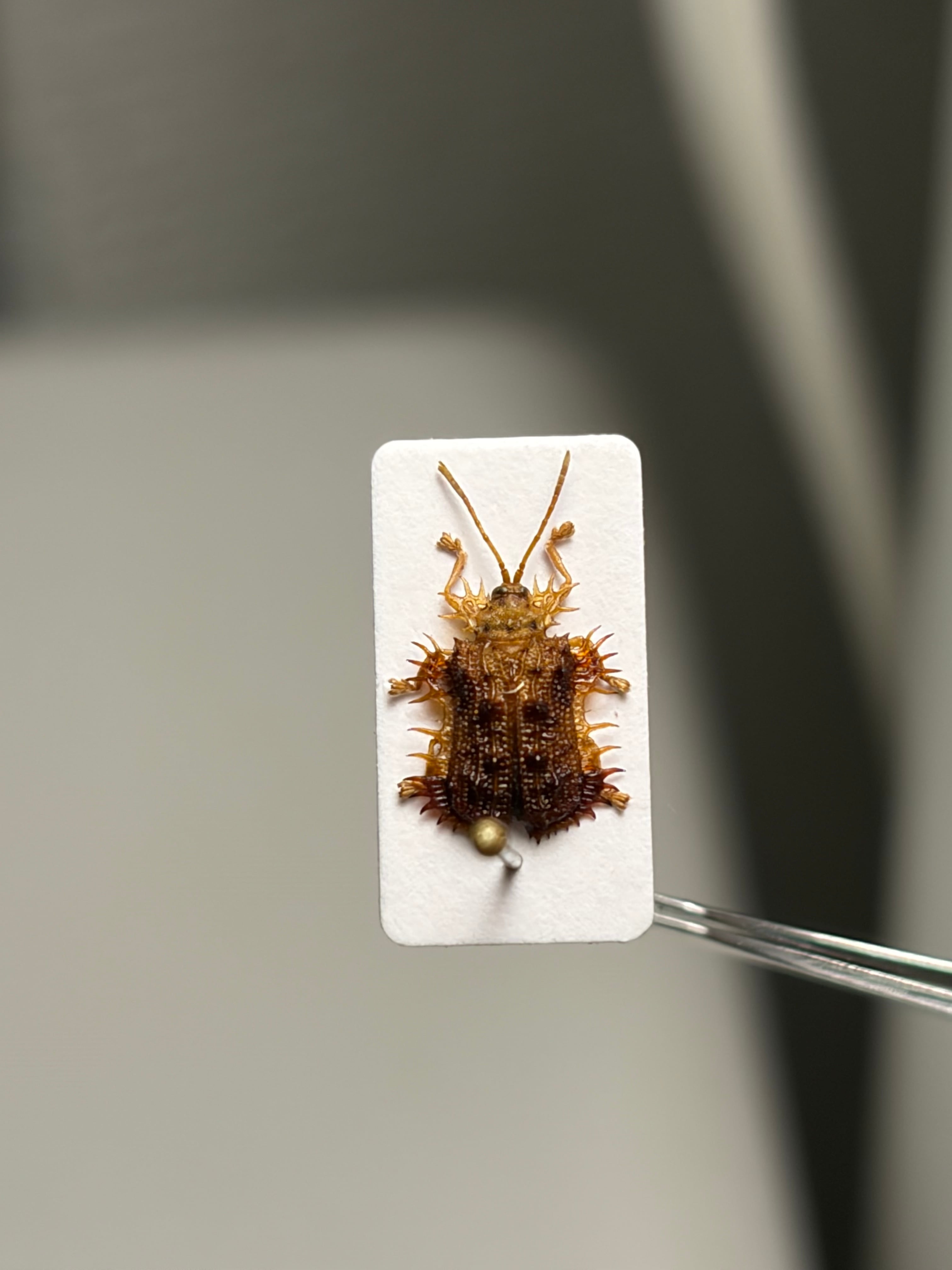 6mm】ツシマヘリビロトゲトゲに酷似のカメルーンのトゲトゲの一種 標本