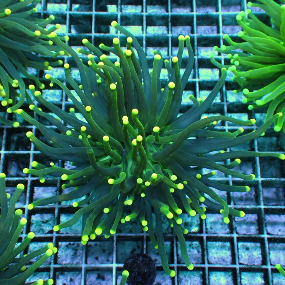 ハナサンゴ / Torch | HOUSE REEF(ハウスリーフ)サンゴ・海水魚・海藻