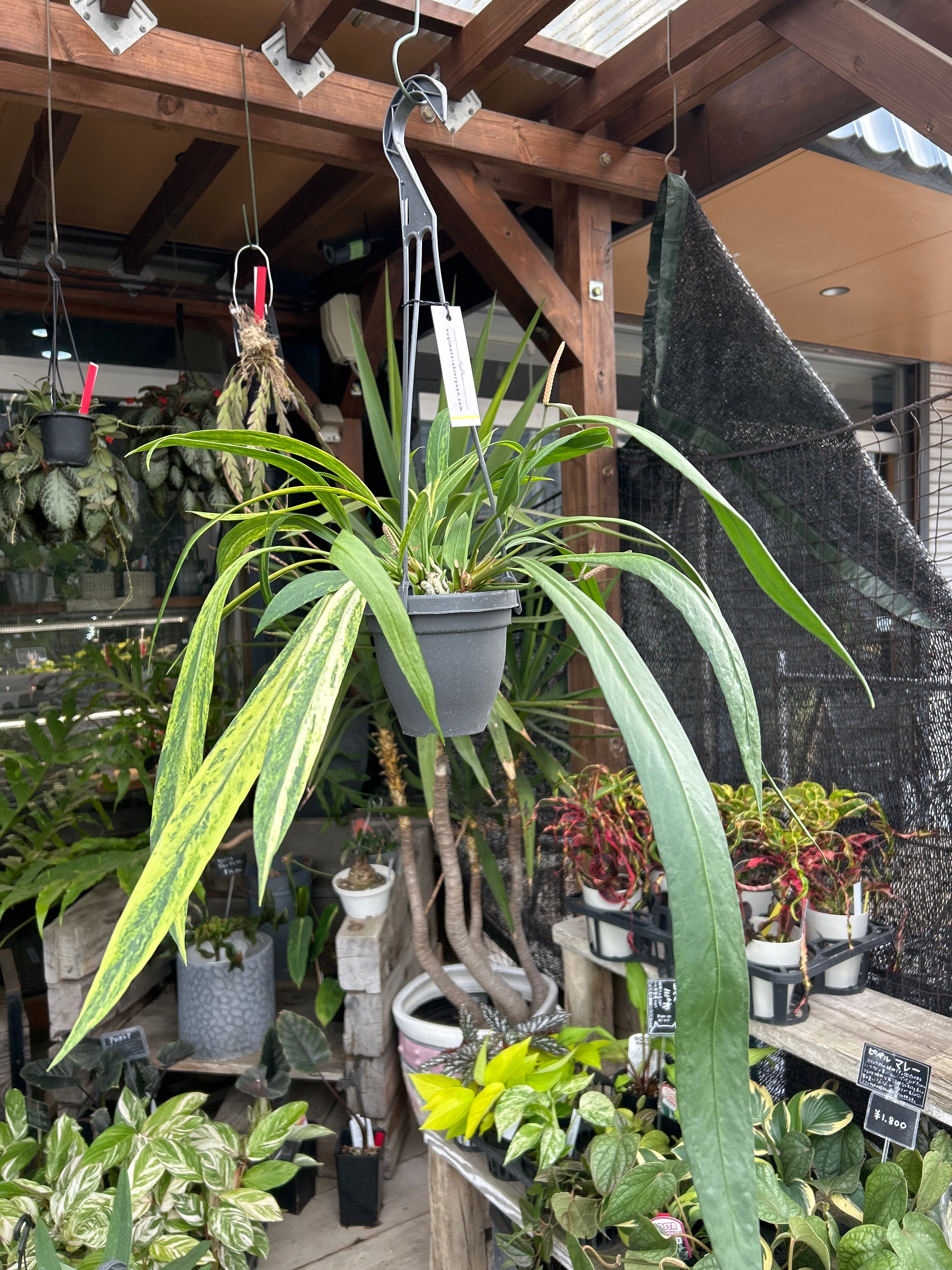 Bアンスリウム ビッタリフォリウム斑入り | MIDORIYA 観葉植物専門店