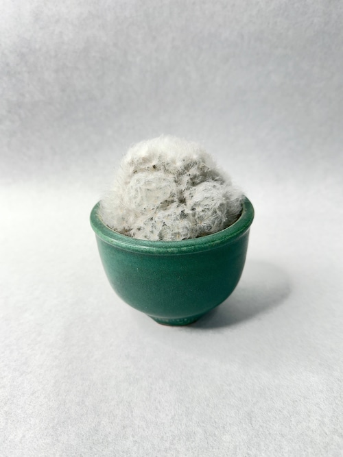 マミラリア・羽衣白星