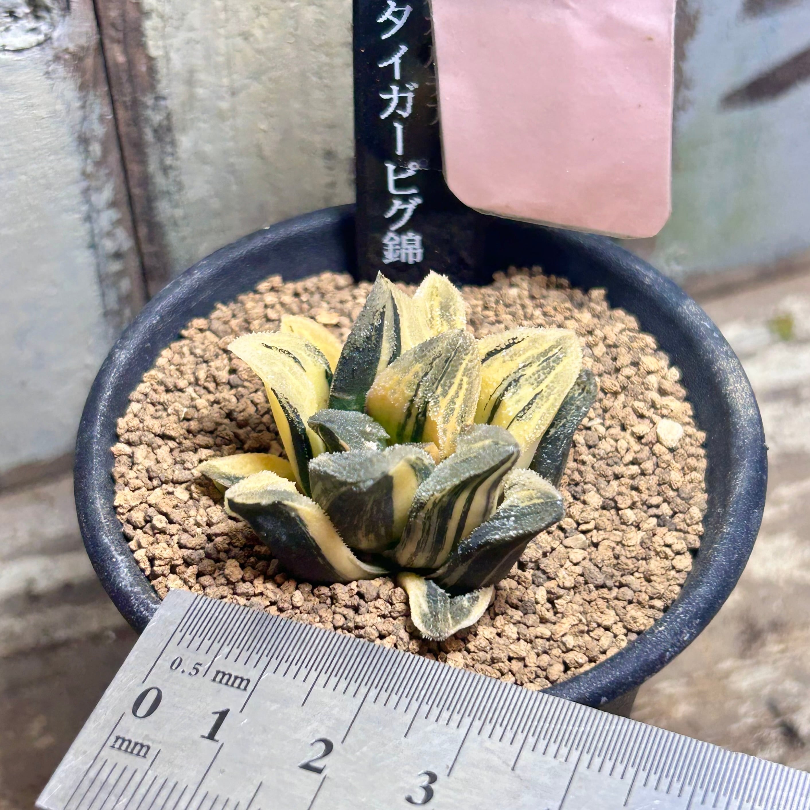T)タイガーピグ錦 ハオルチア | RuPo 多肉植物専門店