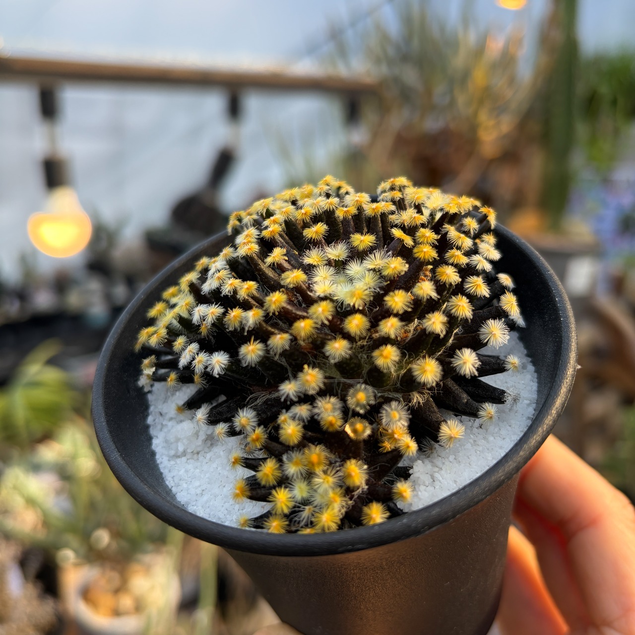 Mammillaria schiedeana【マミラリア・黒肌明星】