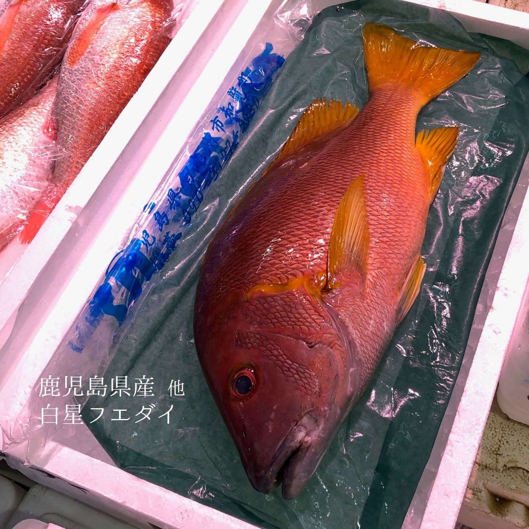 白星笛鯛(フエダイ)鹿児島県産 他 1尾1-1.2kg シブダイ【フエダイ1K】豊洲直送 冷蔵