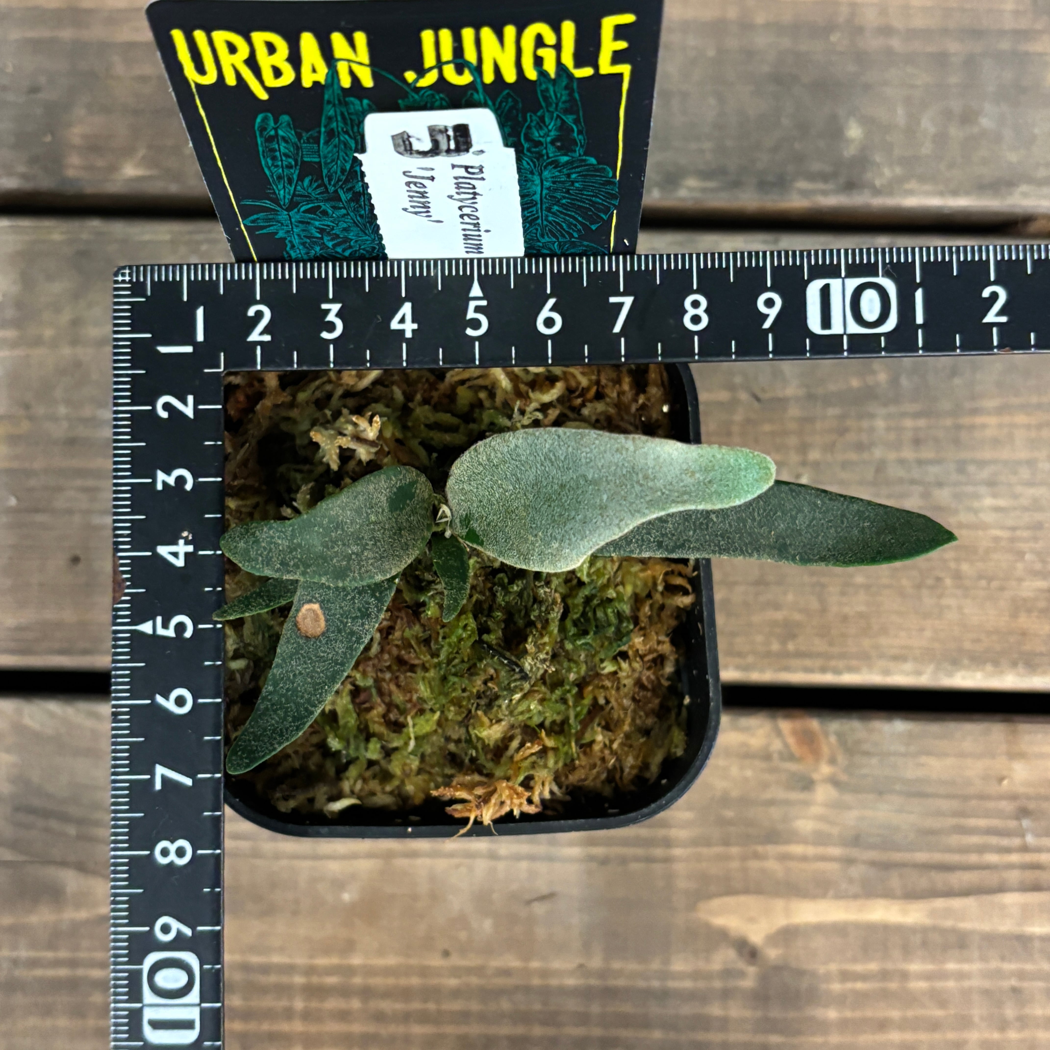 ビカクシダ ジェニー P. willinckii 'Jenny'【837】 | PROTOLEAF