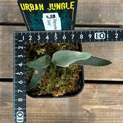 ビカクシダ　ジェニー　P. willinckii 'Jenny'【837】